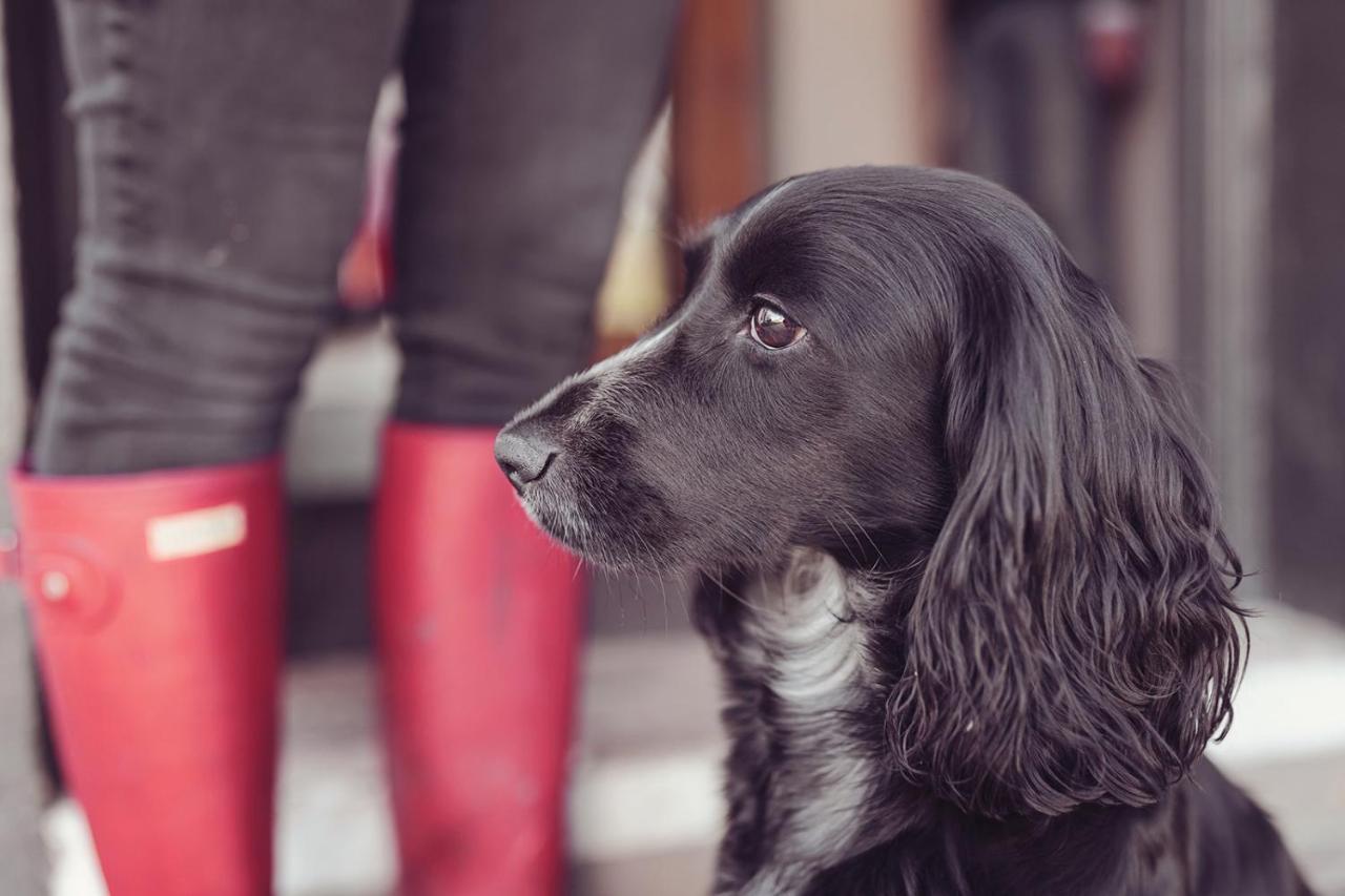 Longlands Inn & Cottages Carnforth Ngoại thất bức ảnh A black and white English Cocker Spaniel
